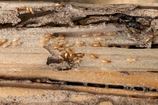 Best Affordable Pest Control Services  in Quinlan, TX
